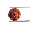 7 Mukhi Nepal Rudraksha (18.60 Mm)