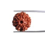 7 Mukhi Nepal Rudraksha (18.60 MM)