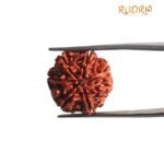 7 Mukhi Nepal Rudraksha (18.60 MM)