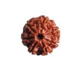 7 Mukhi Nepal Rudraksha (18.60 Mm)
