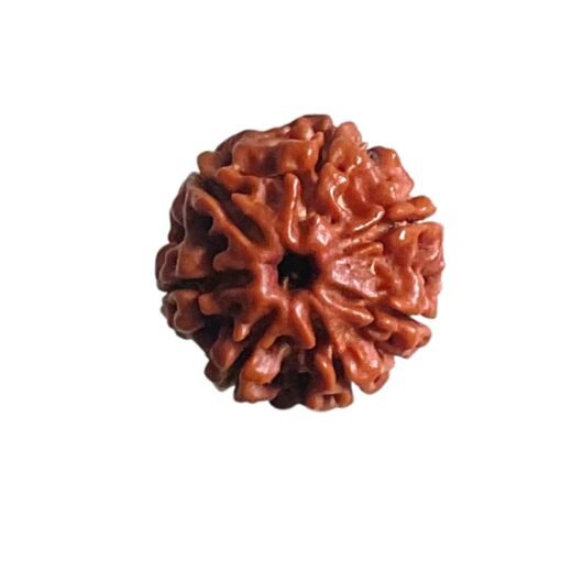 7 Mukhi Nepal Rudraksha (18.60 Mm)
