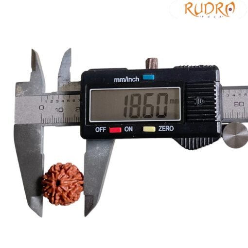7 Mukhi Nepal Rudraksha (18.60 Mm)