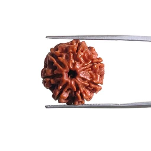 7 Mukhi Nepal Rudraksha (18.60 Mm)