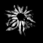 7 Mukhi Nepal Rudraksha ( 18.70 Mm) 9 7-Mukhi-Nepal-Rudraksha-18.70-Mm.jpg