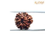 7 Mukhi Nepal Rudraksha ( 18.70 Mm) 7 7-Mukhi-Nepal-Rudraksha-18.70-Mm-Bp-C.jpg