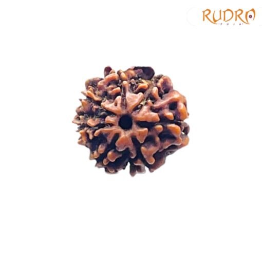 7-Mukhi-Nepal-Rudraksha-18.70-MM-FP-C.jpg