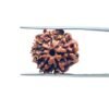 7 Mukhi Nepal Rudraksha ( 18.70 Mm) 11 7-Mukhi-Nepal-Rudraksha-18.70-Mm-Mp-C.jpg