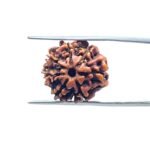 7-Mukhi-Nepal-Rudraksha-18.70-MM-MP-C.jpg