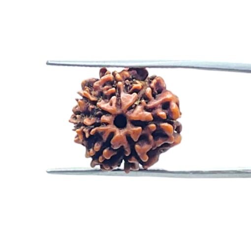 7-Mukhi-Nepal-Rudraksha-18.70-Mm-Mp-C.jpg