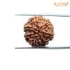 7-Mukhi-Nepal-Rudraksha-18.90-Mm-Bp-C.jpg