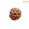 7-Mukhi-Nepal-Rudraksha-18.90-Mm-Fp-C.jpg