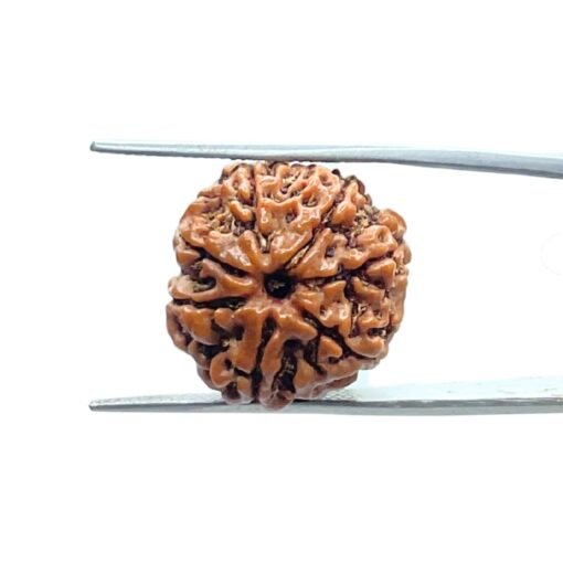 7-Mukhi-Nepal-Rudraksha-18.90-Mm-Mp-C.jpg