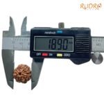 7-Mukhi-Nepal-Rudraksha-18.90-Mm-Op-C.jpg