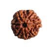 7 Mukhi Nepal Rudraksha (18.95 Mm) 14 7 Mukhi Nepal Rudraksha (18.95 Mm)