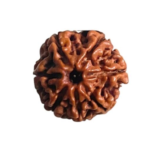 7 Mukhi Nepal Rudraksha (18.95 Mm)