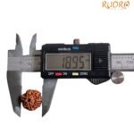 7 Mukhi Nepal Rudraksha (18.95 Mm)