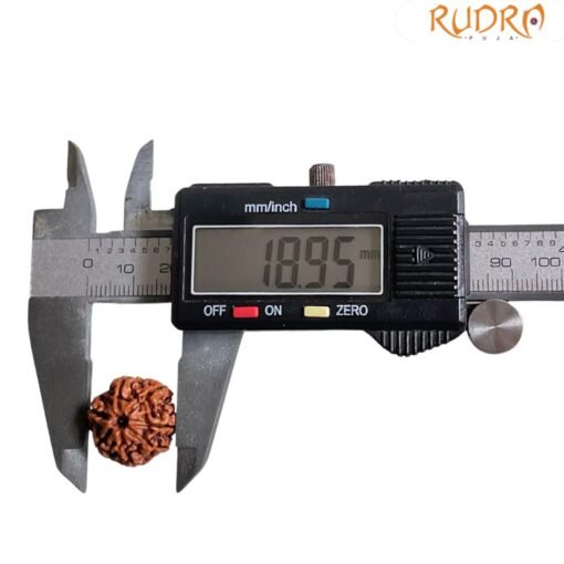 7 Mukhi Nepal Rudraksha (18.95 Mm)