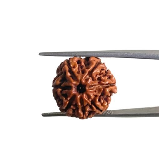 7 Mukhi Nepal Rudraksha (18.95 Mm)