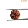7 Mukhi Nepal Rudraksha (18.95 Mm) 13 7 Mukhi Nepal Rudraksha (18.95 Mm)