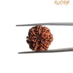 7 Mukhi Nepal Rudraksha (18.95 MM)