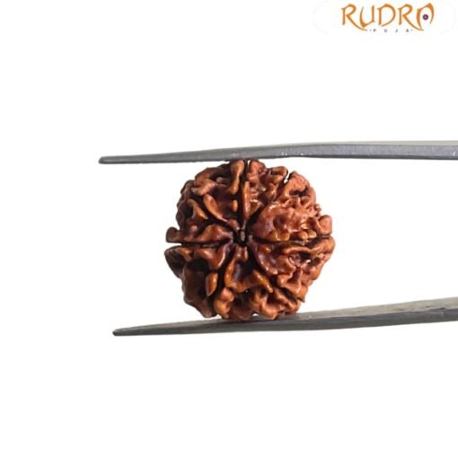 7 Mukhi Nepal Rudraksha (18.95 Mm)