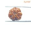 7 Mukhi Nepal Rudraksha ( 19.00 Mm) 14 7-Mukhi-Nepal-Rudraksha-19.00-Mm-Bp-C.jpg