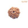 7 Mukhi Nepal Rudraksha ( 19.00 Mm) 13 7-Mukhi-Nepal-Rudraksha-19.00-Mm-Fp-C.jpg