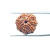 7-Mukhi-Nepal-Rudraksha-19.00-Mm-Mp-C.jpg