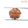 7-Mukhi-Nepal-Rudraksha-19.07-Mm-Bp-C.jpg