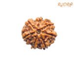7-Mukhi-Nepal-Rudraksha-19.07-MM-FP-C.jpg