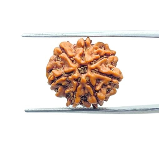 7-Mukhi-Nepal-Rudraksha-19.07-Mm-Mp-C.jpg