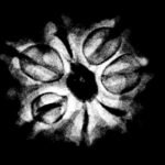 7 Mukhi Nepal Rudraksha ( 19.07 Mm)