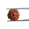 7 Mukhi Nepal Rudraksha ( 19.10 Mm)