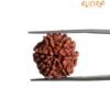 7 Mukhi Nepal Rudraksha ( 19.10 Mm) 13 7 Mukhi Nepal Rudraksha ( 19.10 Mm)