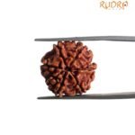 7 Mukhi Nepal Rudraksha ( 19.10 MM)