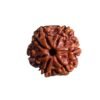 7 Mukhi Nepal Rudraksha ( 19.10 Mm) 14 7 Mukhi Nepal Rudraksha ( 19.10 Mm)