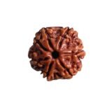 7 Mukhi Nepal Rudraksha ( 19.10 Mm)