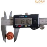 7 Mukhi Nepal Rudraksha ( 19.10 Mm)