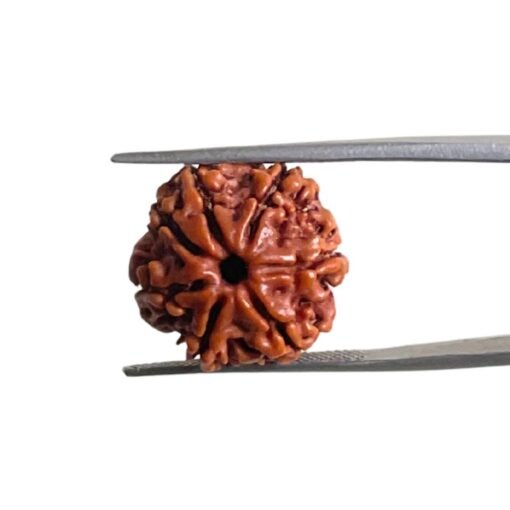 7 Mukhi Nepal Rudraksha ( 19.10 Mm)