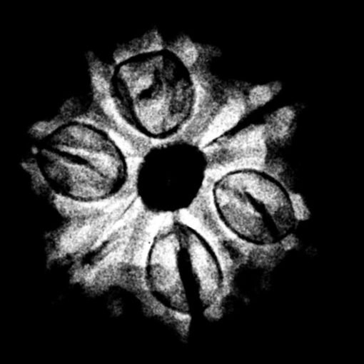 7 Mukhi Nepal Rudraksha (19.10 MM) x-ray