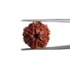 7 Mukhi Nepal Rudraksha (19.20 Mm)