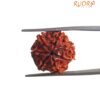 7 Mukhi Nepal Rudraksha (19.20 Mm) 13 7 Mukhi Nepal Rudraksha (19.20 Mm)