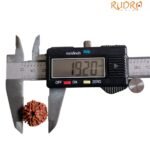7 Mukhi Nepal Rudraksha (19.20 Mm) 8 7 Mukhi Nepal Rudraksha (19.20 Mm)