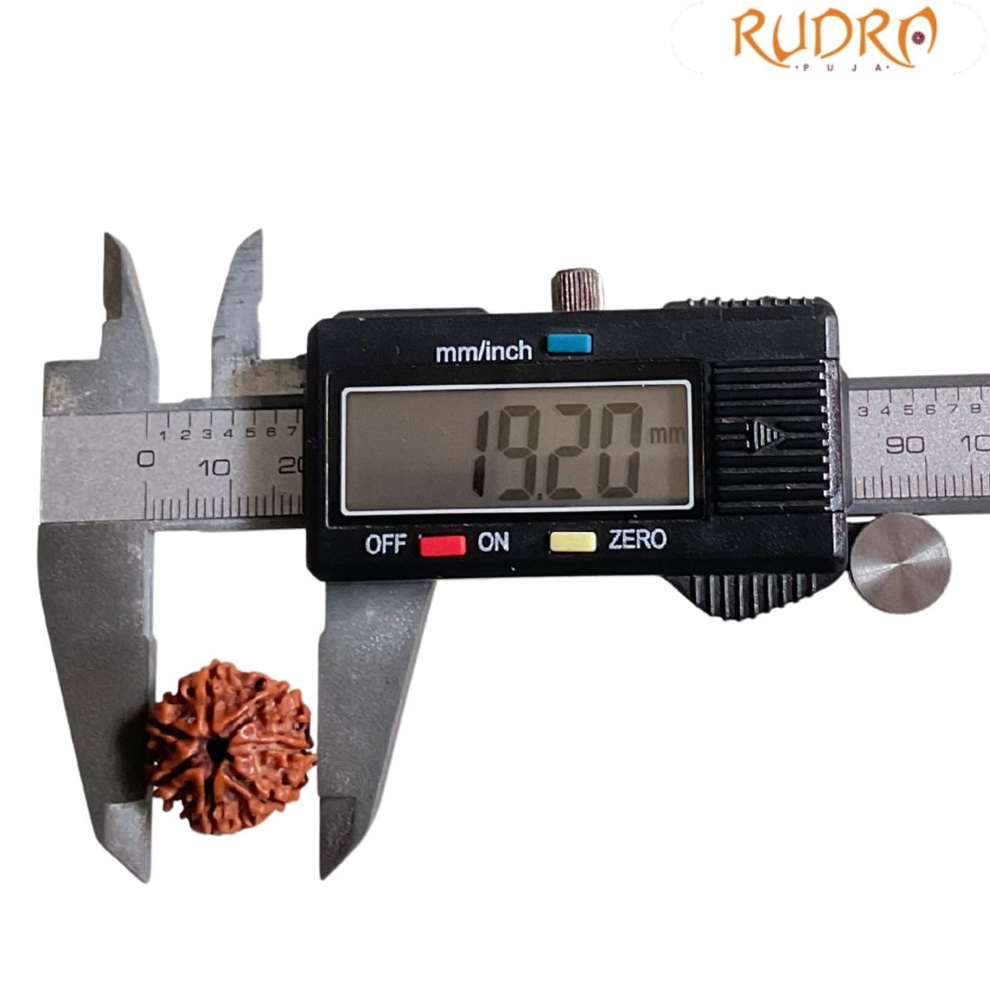 7 Mukhi Nepal Rudraksha (19.20 Mm) 4 7 Mukhi Nepal Rudraksha (19.20 Mm)