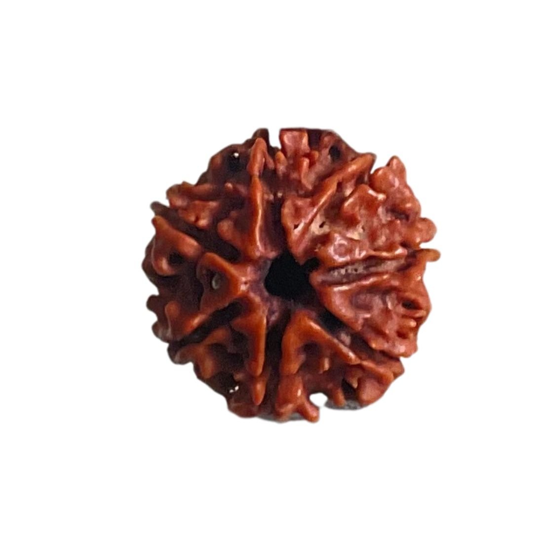7 Mukhi Nepal Rudraksha (19.20 Mm) 3 7 Mukhi Nepal Rudraksha (19.20 Mm)