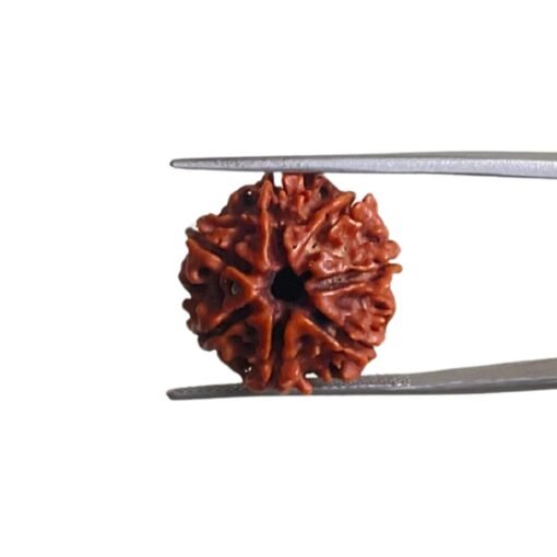 7 Mukhi Nepal Rudraksha (19.20 Mm) 10 7 Mukhi Nepal Rudraksha (19.20 Mm)