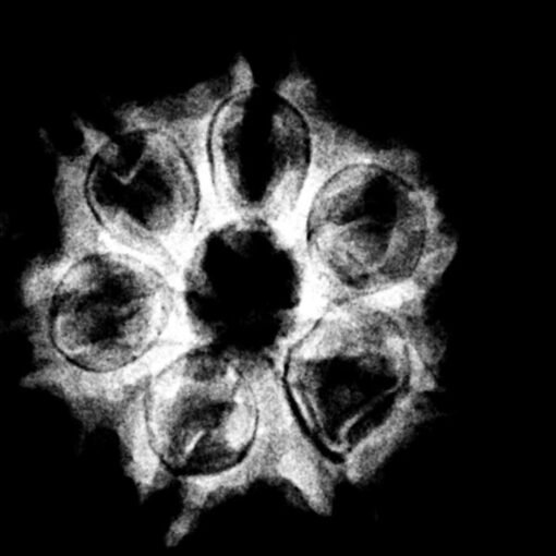 7 Mukhi Nepal Rudraksha (19.20 MM) x-ray