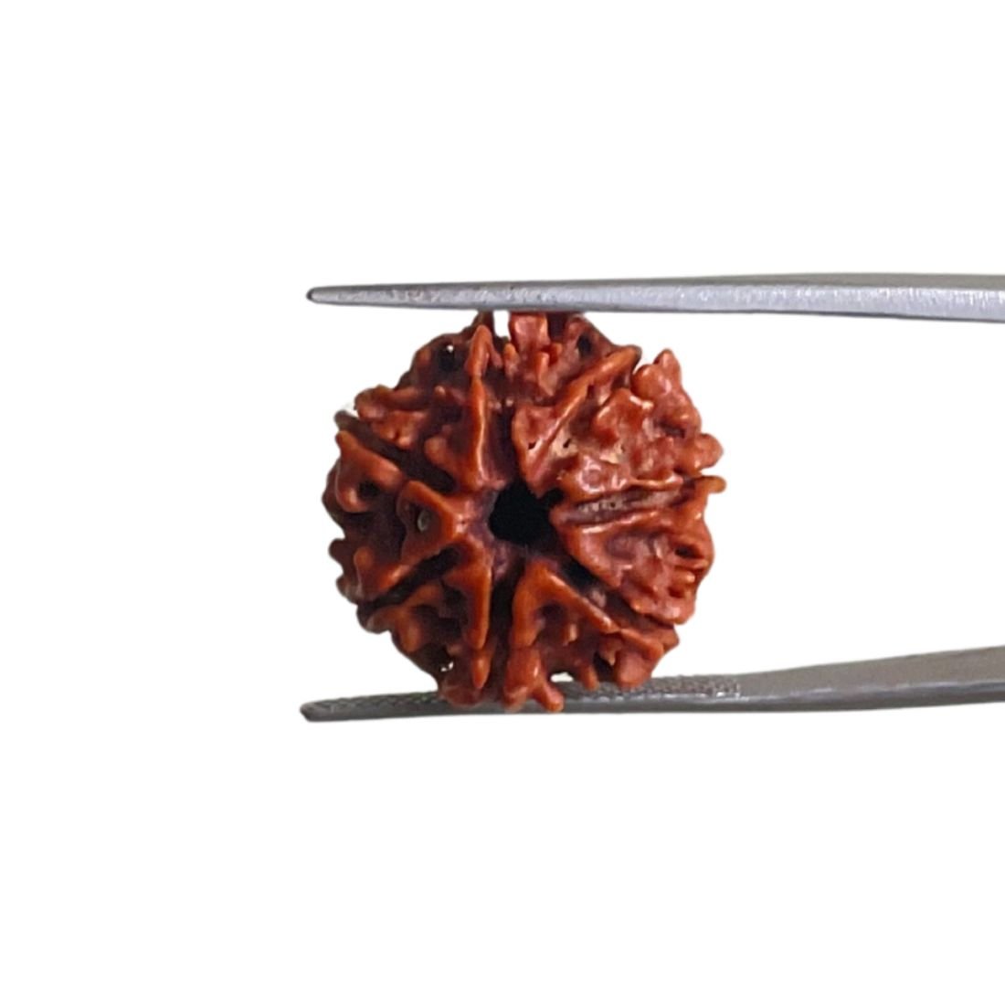 7 Mukhi Nepal Rudraksha (19.20 Mm) 1 7 Mukhi Nepal Rudraksha (19.20 Mm)