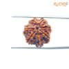 7 Mukhi Nepal Rudraksha ( 19.25 Mm) 12 7-Mukhi-Nepal-Rudraksha-19.25-Mm-Bp-C.jpg