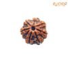 7 Mukhi Nepal Rudraksha ( 19.25 Mm) 11 7-Mukhi-Nepal-Rudraksha-19.25-Mm-Fp-C.jpg